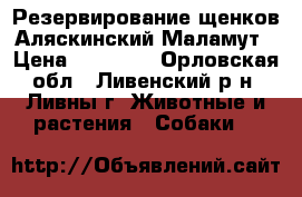 Резервирование щенков Аляскинский Маламут › Цена ­ 20 000 - Орловская обл., Ливенский р-н, Ливны г. Животные и растения » Собаки   